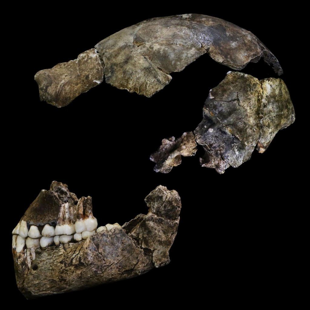 Vista laterale del cranio di DH1, un esemplare della specie di ominide battezzato Homo Naledi. (Foto: J. Hawks)