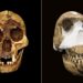 'Lo Hobbit', o Homo floresiensis, a sinistra, e l'Homo Naledi, a destra. (Fotocomposizione: Alamy, Rex)