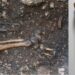 Scheletro maschile del VI secolo in situ durante lo scavo; a destra evidenza dell'amputazione del piede sinistro (Foto: OEAI, the Austrian Archaeological Institute.